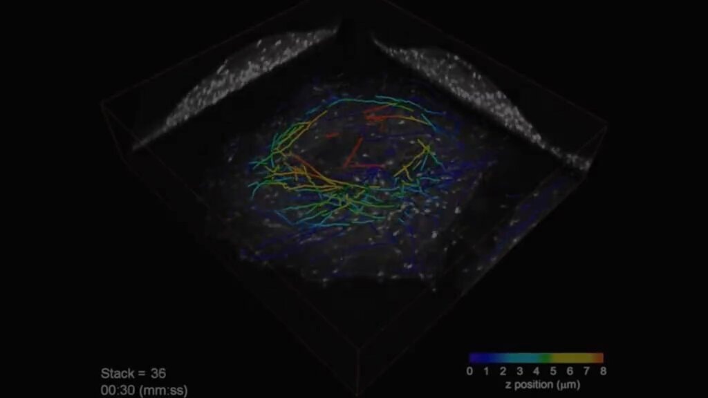 human brain cellular visualization