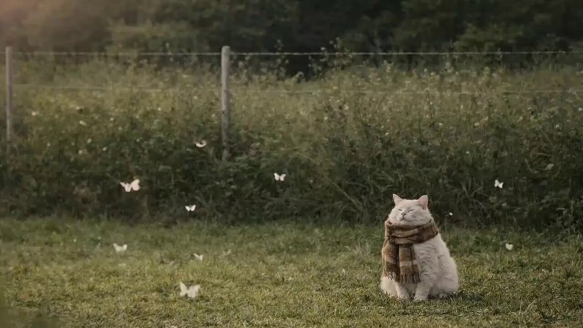White cat in plaid scarf with butterflies