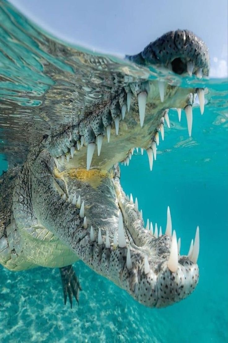 crocodile head open mouth (photo 1 of 2)