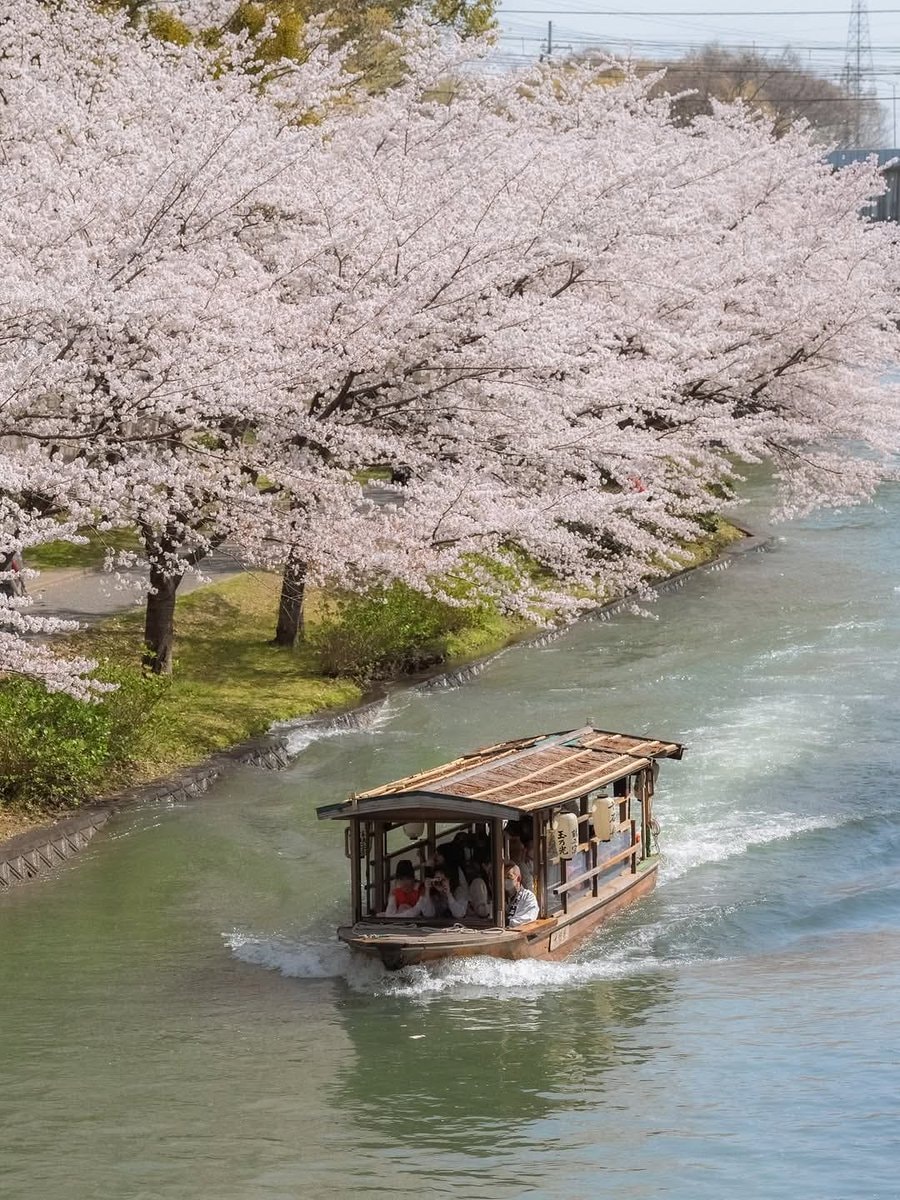 Japan cherry blossoms 🇯🇵 (photo 3 of 4)