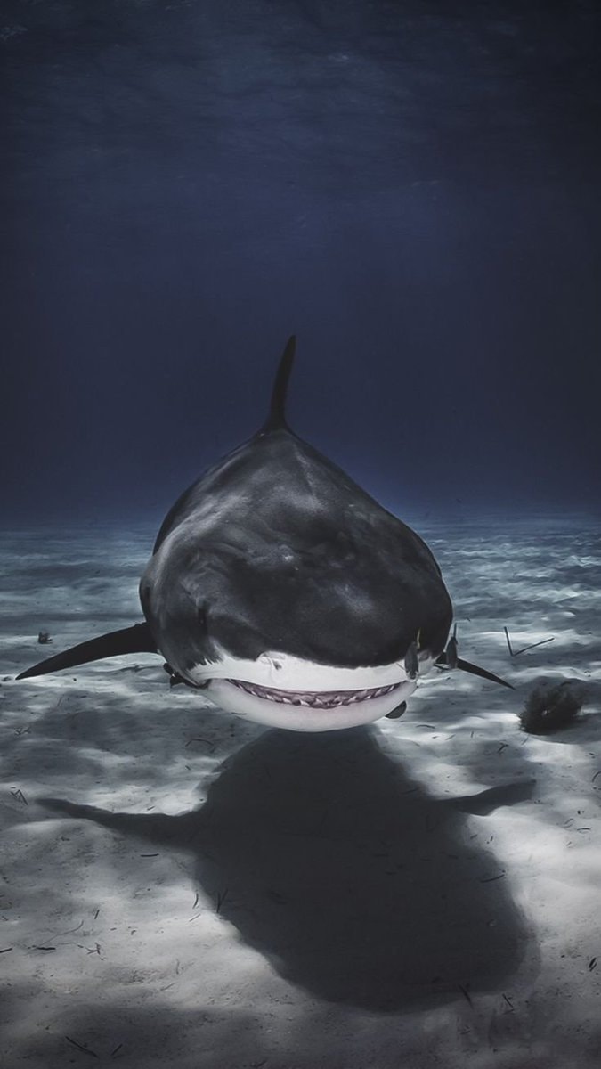 Great white shark swimming underwater