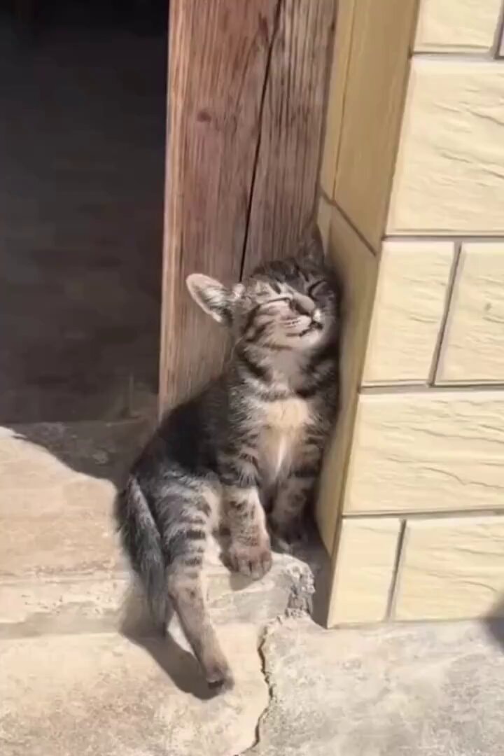 tabby kitten leaning on post