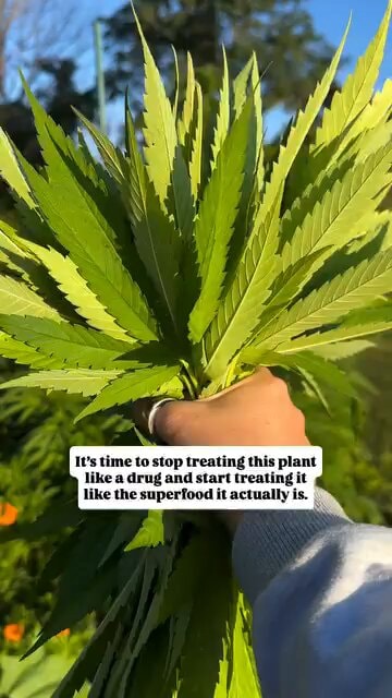 Green leaves as superfood