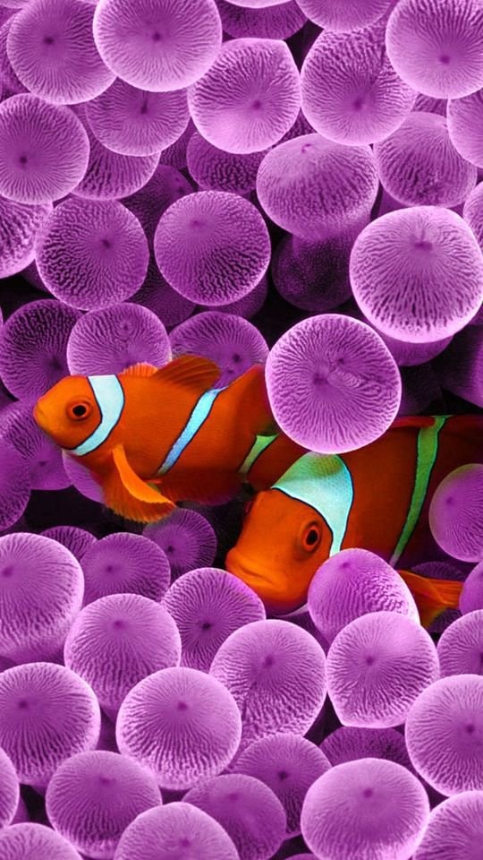 Clownfish in purple anemones Clownfish in purple anemones