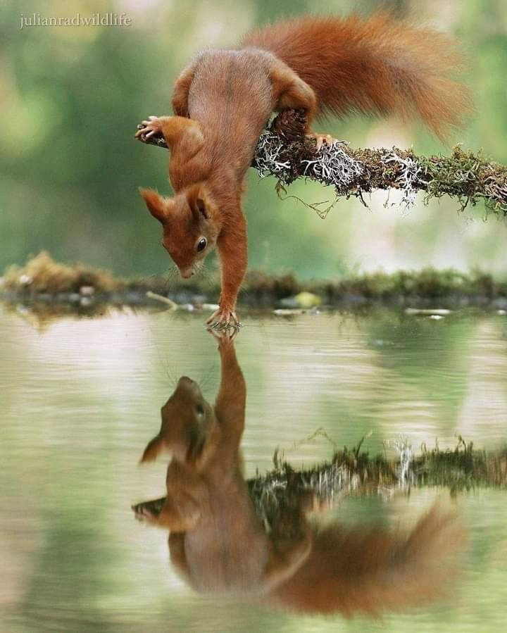 Julian Rad squirrel photo