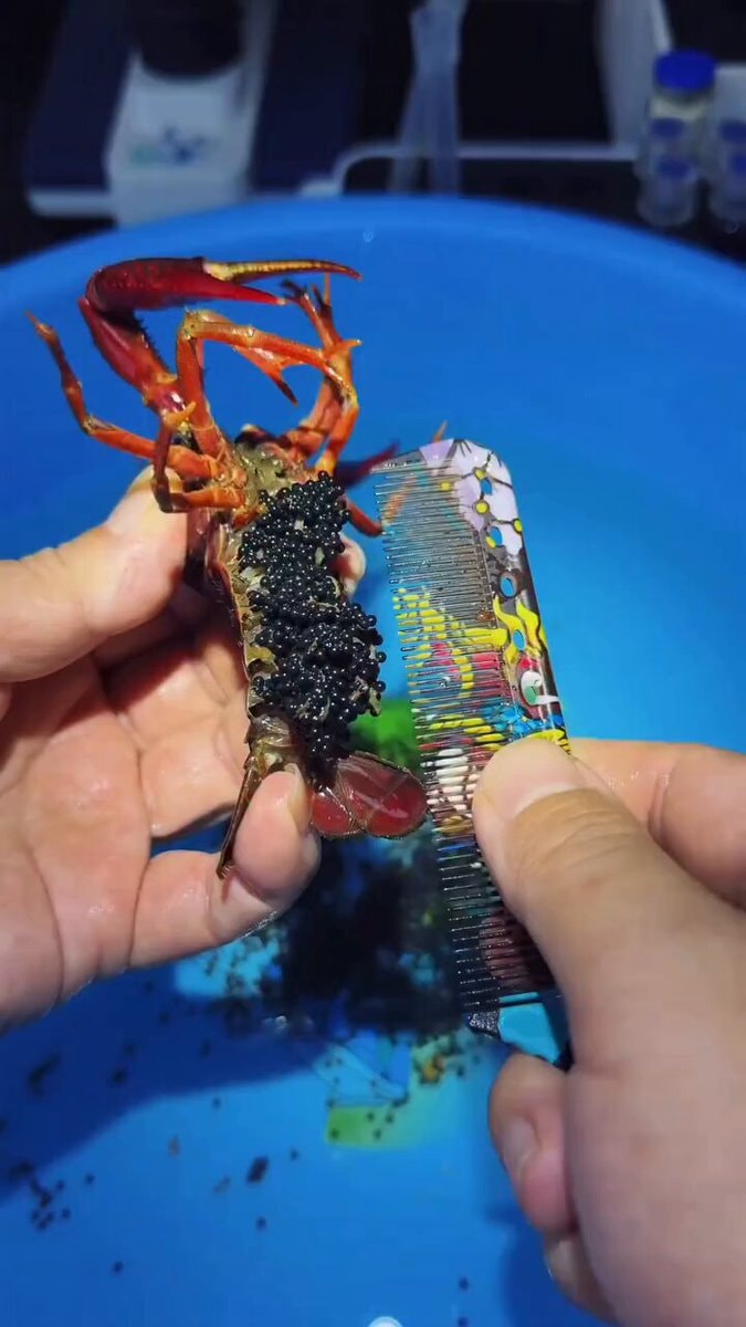how to breed shrimp