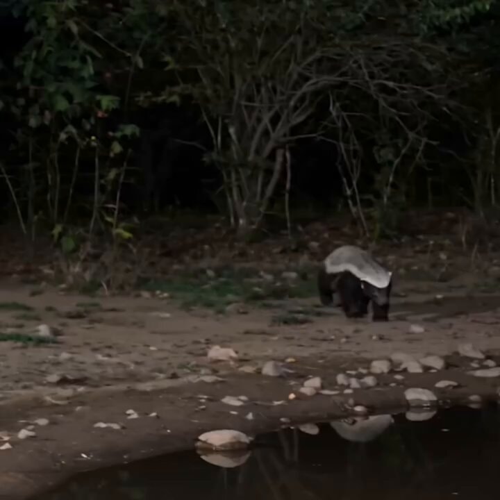 honey badger wild encounter
