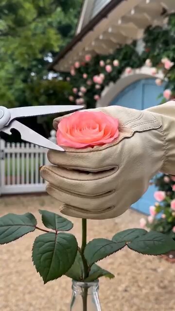 flowers becoming living art flowers becoming living art