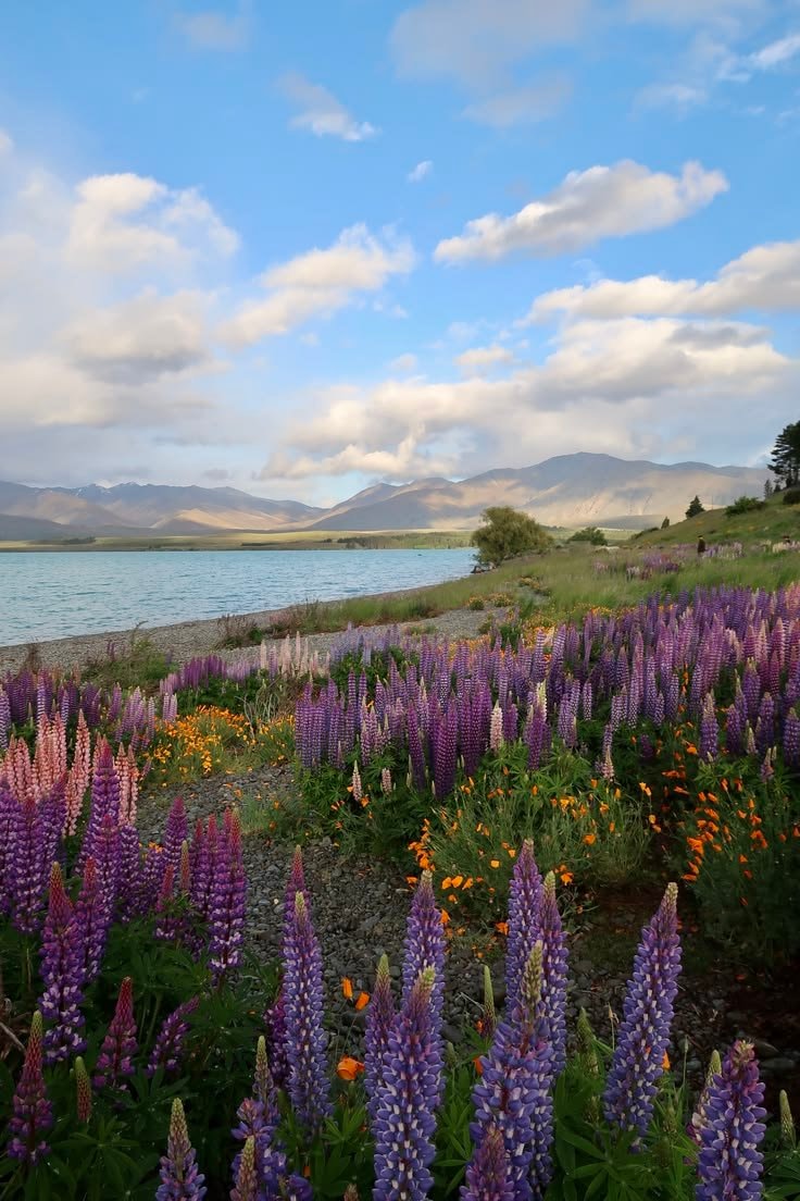 New Zealand landscape (photo 4 of 4)