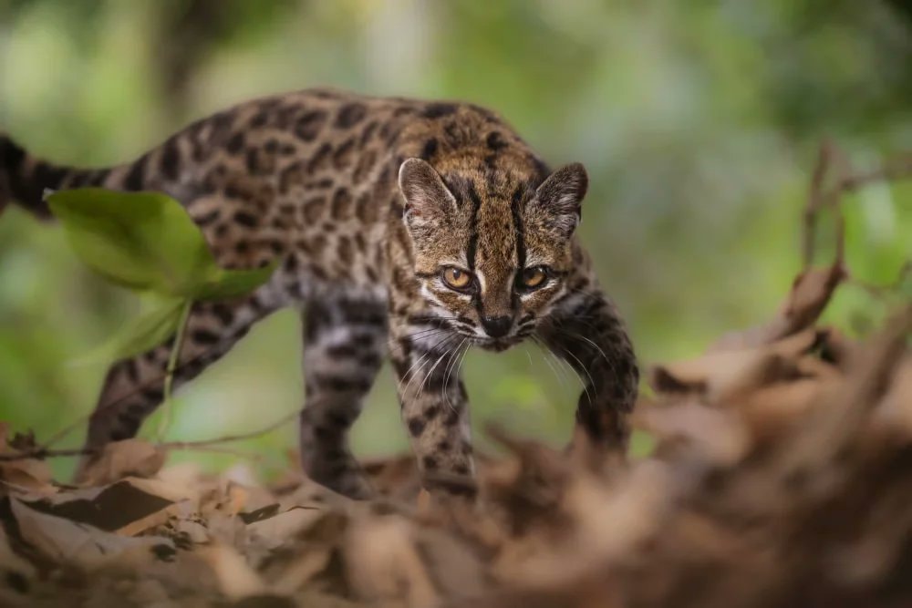 Tilcayo Cat discovery in Bolivia