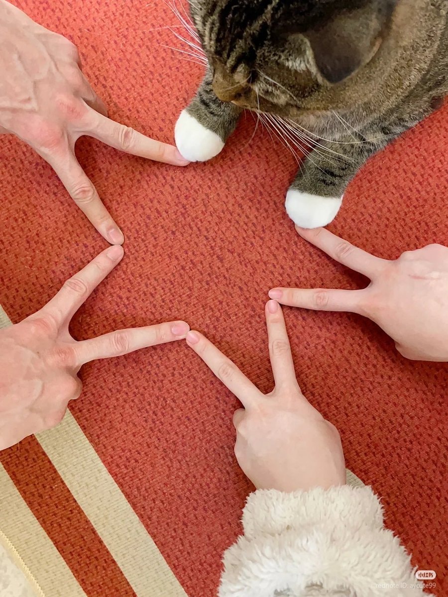 Tabby cat star shape with hands