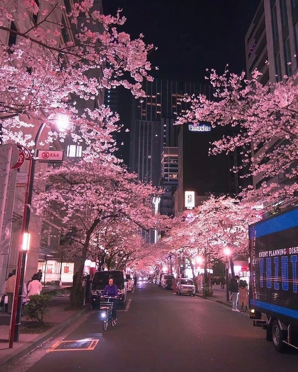 Japan cherry blossom night ride