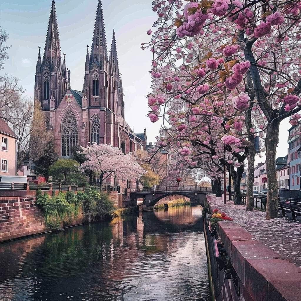 Strasbourg France swans (photo 2 of 4)