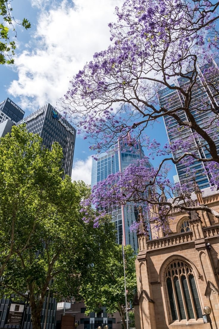 Sydney jacaranda season (photo 4 of 4)