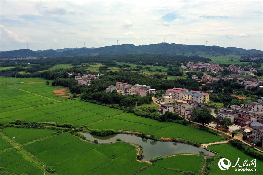Jifu Village Jiangxi rice fields (photo 4 of 4)
