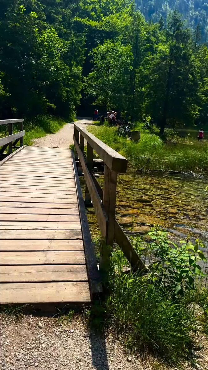 Austria nature stream forest