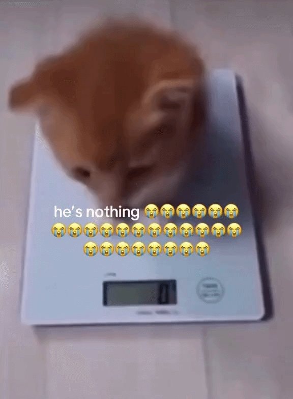 Air kitten meme