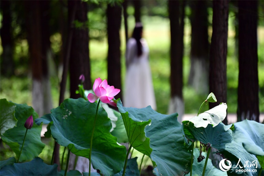 Aixi Lake Wetland Park lotus flowers (photo 1 of 4)
