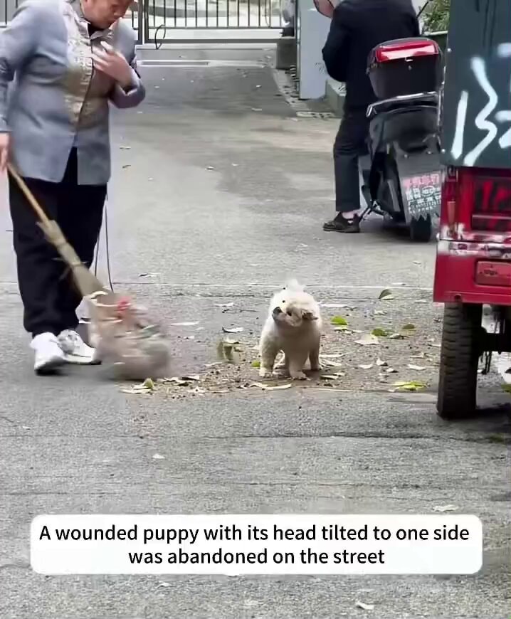 Abandoned puppy rescued by strangers