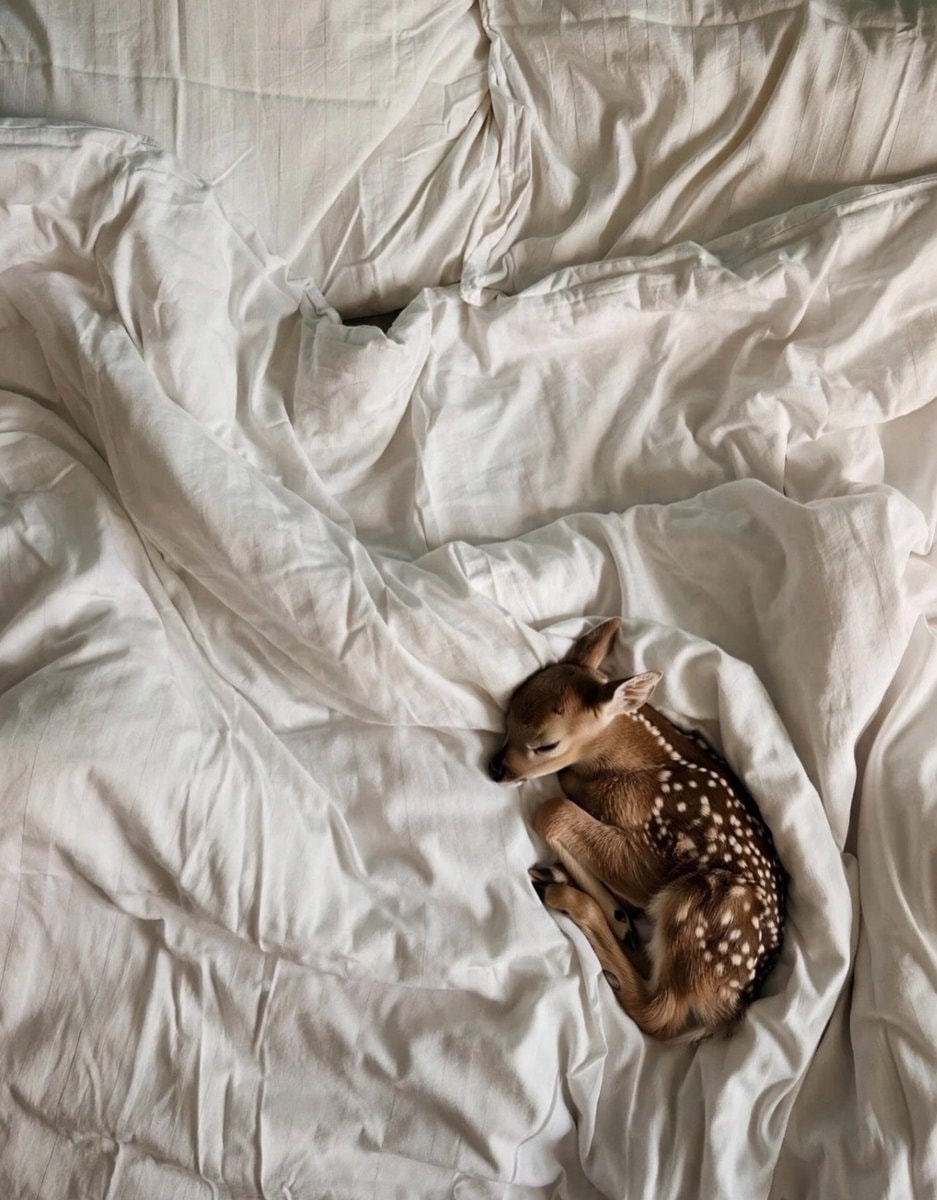 baby deer sleeping (photo 3 of 3)