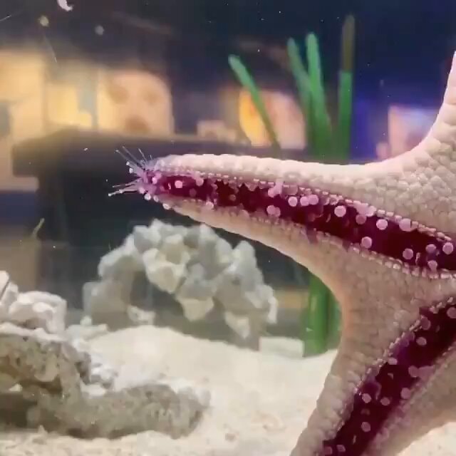 Juliette Horn starfish timelapse