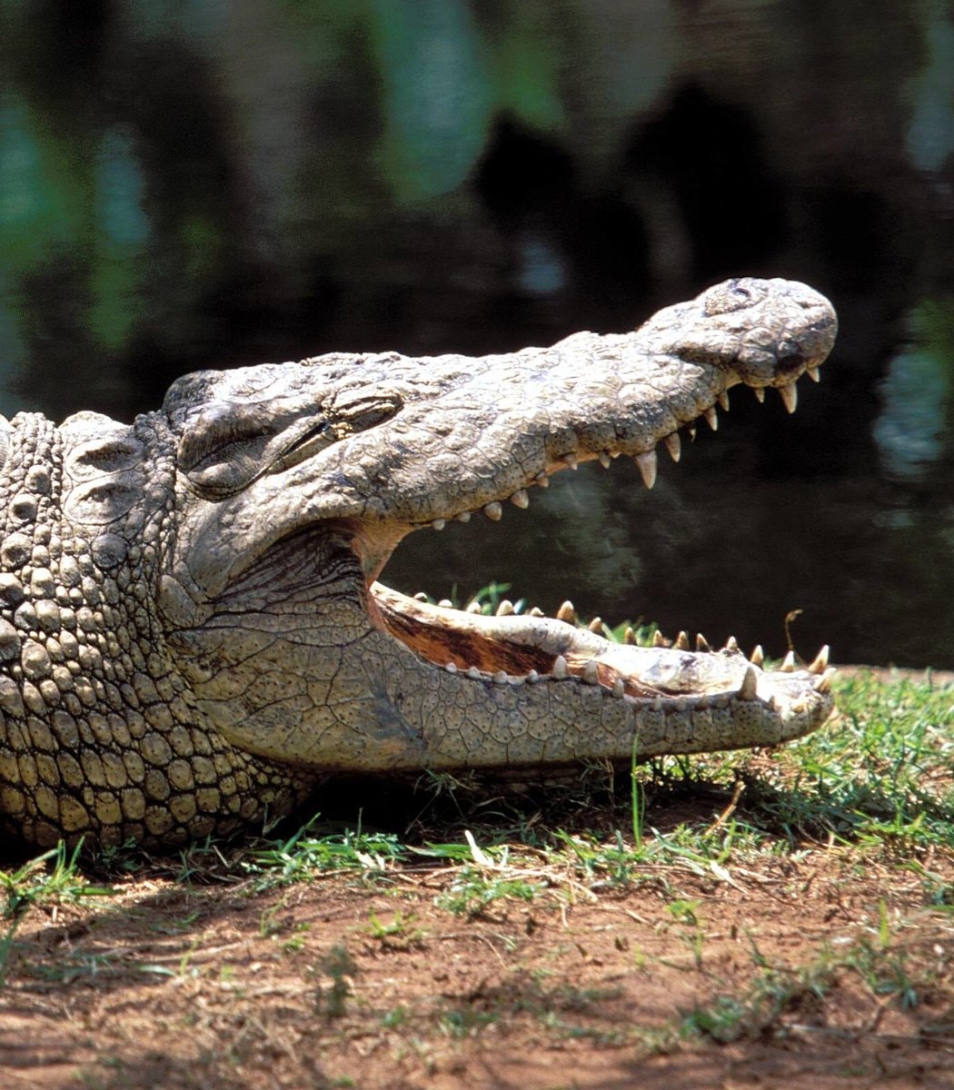 AI-generated crocodile image Singapore reservoir