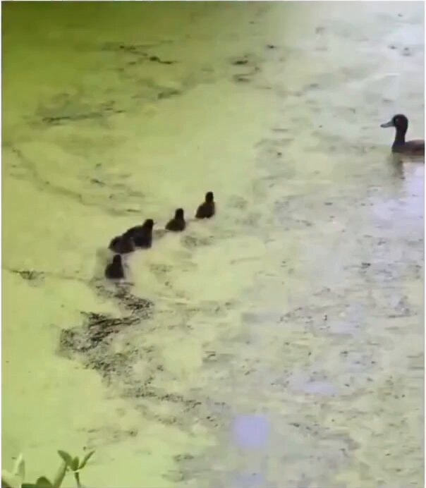 Mother duck playing with ducklings