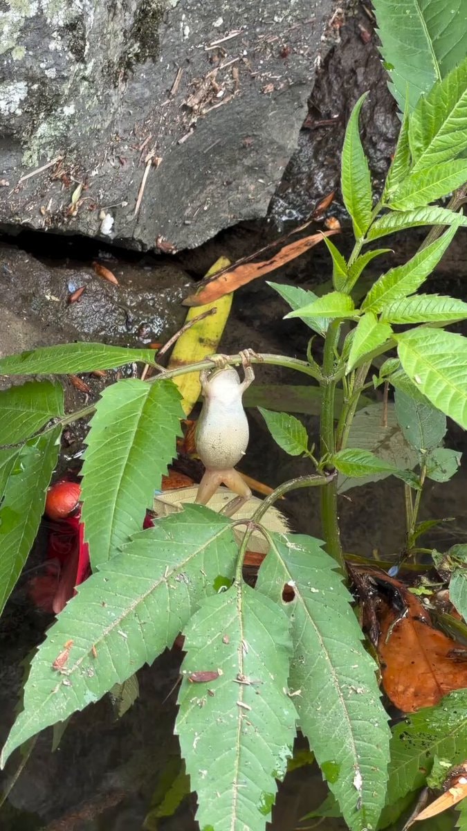Frog hanging upside down