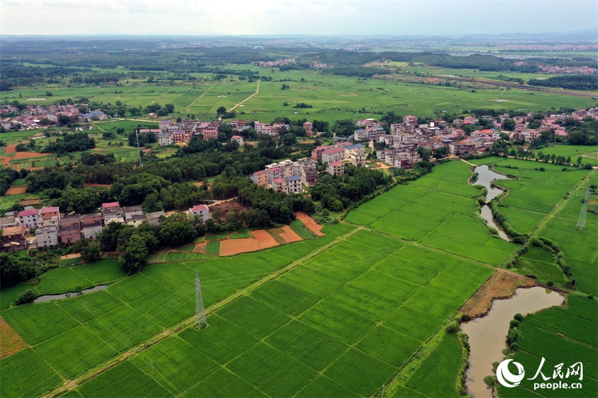 Jifu Village Jiangxi rice fields (photo 2 of 4)