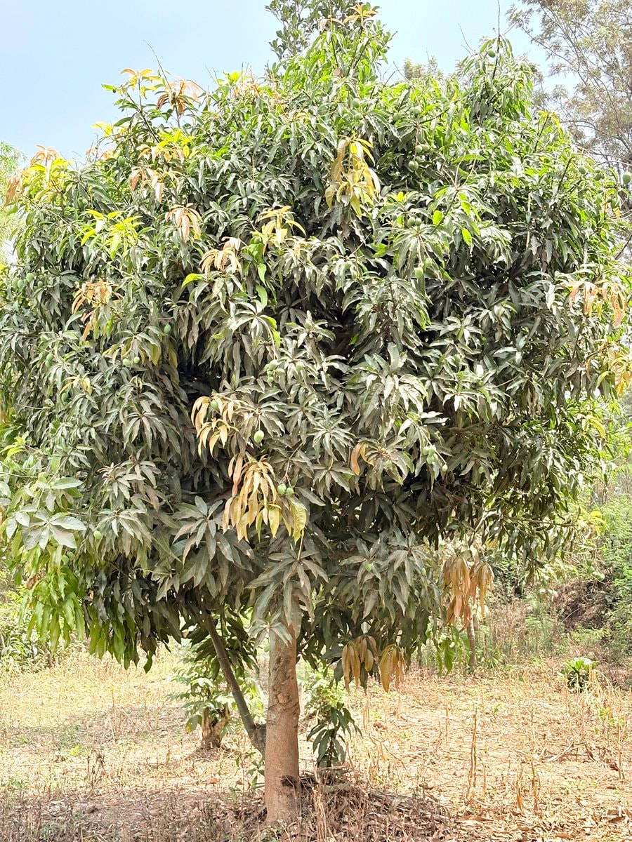 young mango tree with green fruit (photo 2 of 2)