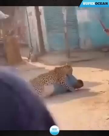 leopard attacking person