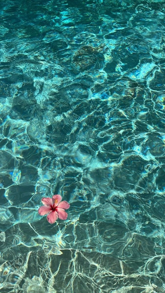 white flower on blue water (photo 2 of 4)