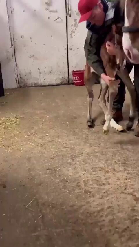 Disabled foal rescue and recovery