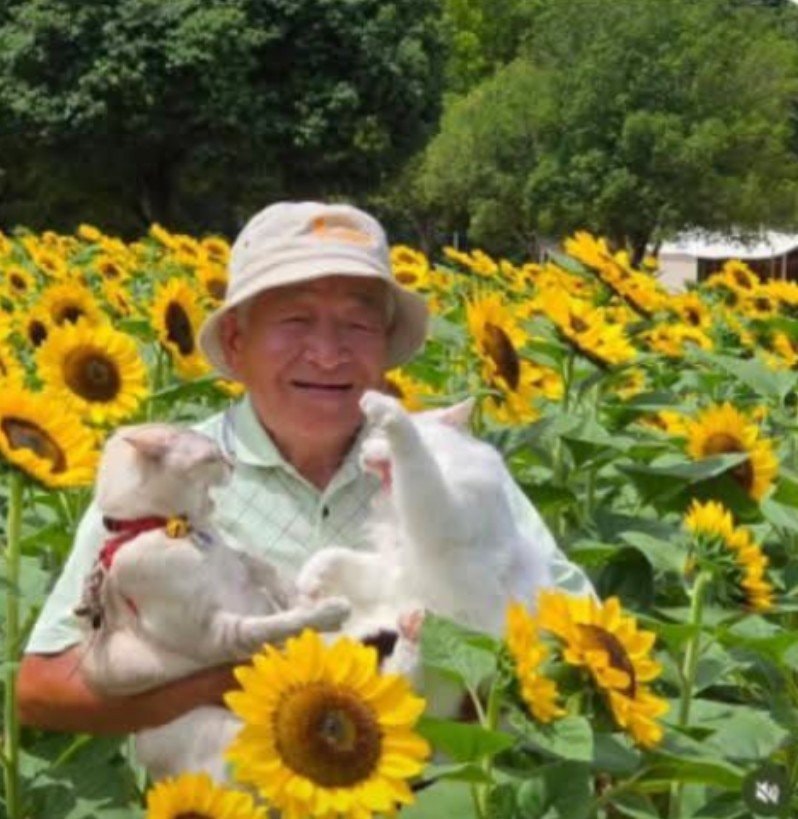 Japanese grandfather cats sunflower field (photo 1 of 2)
