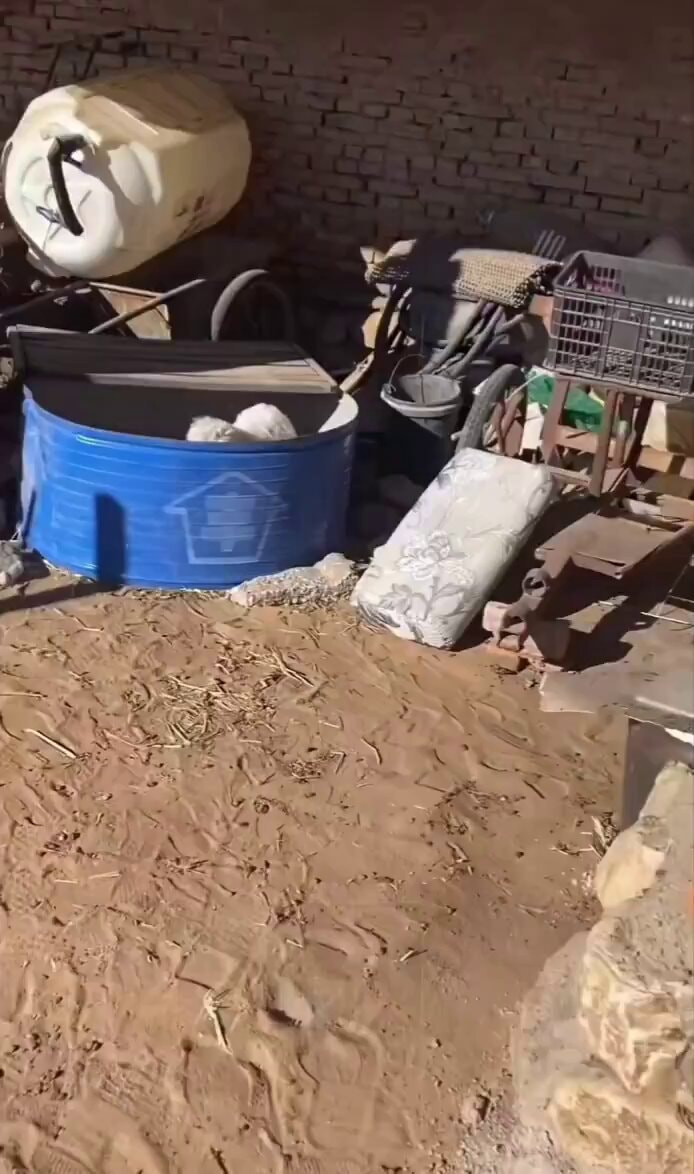 10-day-old lamb plays dead