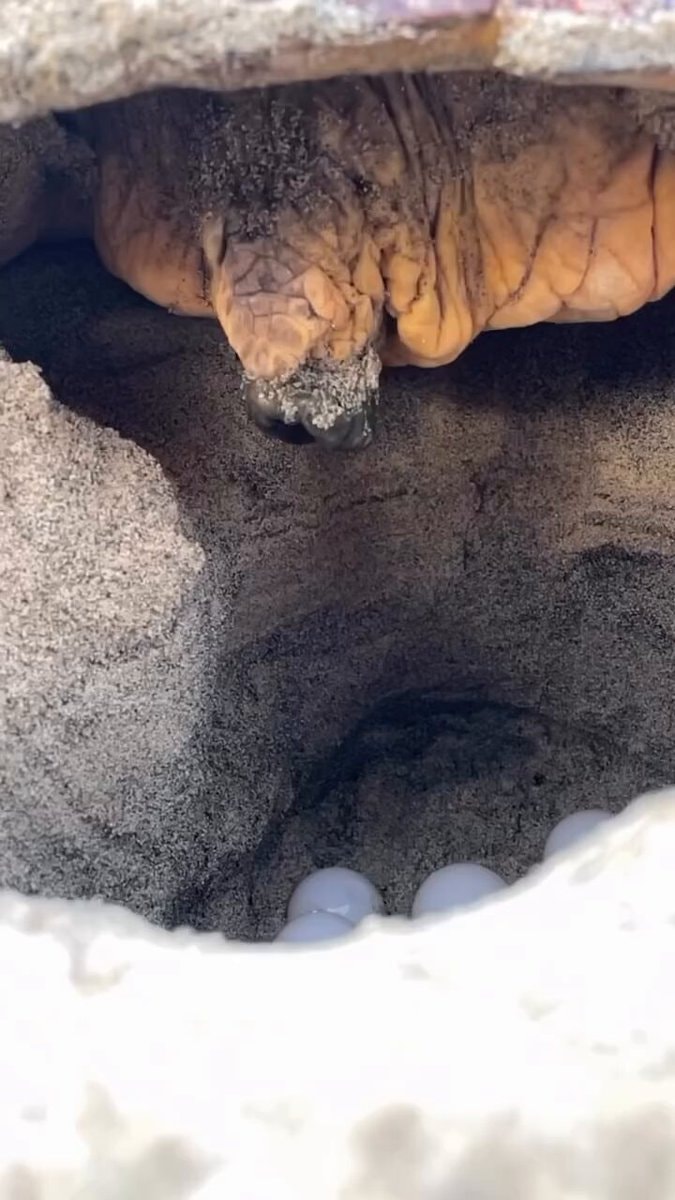 turtle nesting in sand