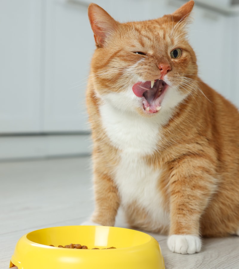 Cat food lead contamination study (photo 2 of 2) Cat food lead contamination study (photo 2 of 2)