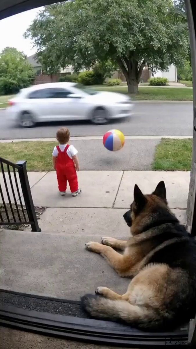 German Shepherd protects toddler