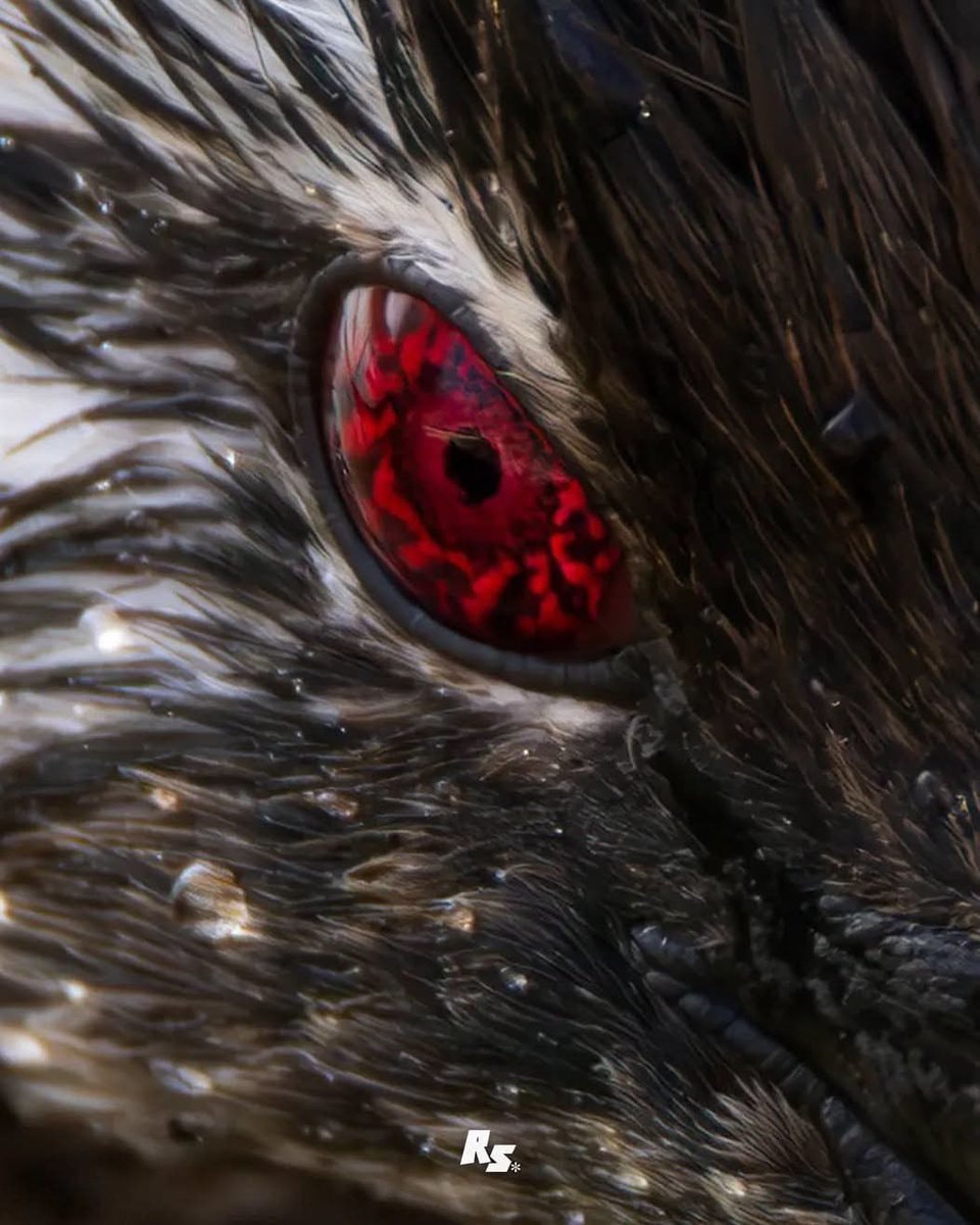 Bird close-up (photo 2 of 2)