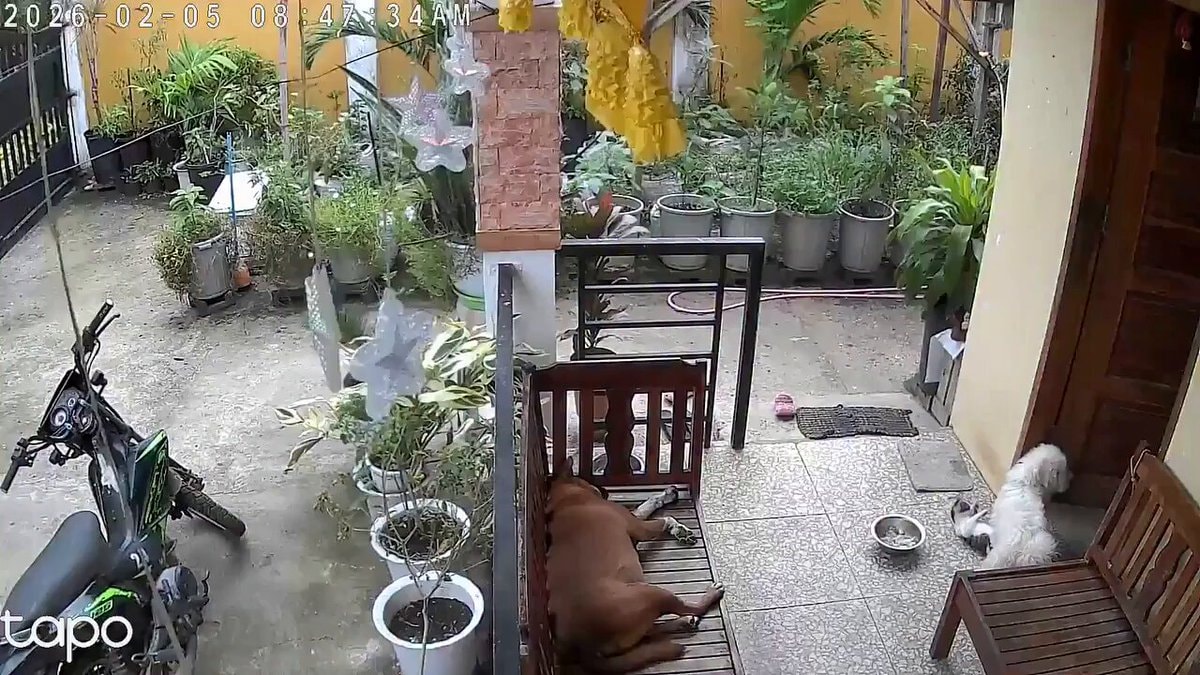 grandmother with sleeping dog