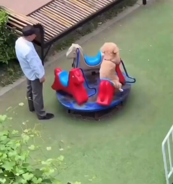 Puppy on a playground merry-go-round