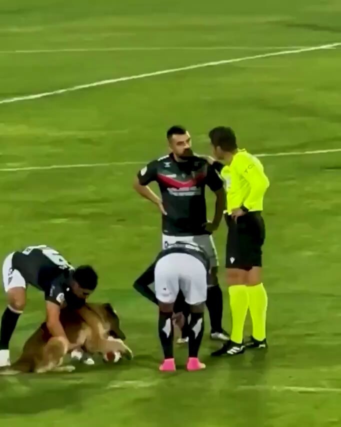 Dog joins football match
