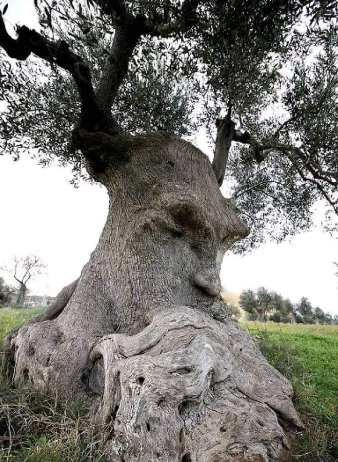 The Thinking Tree olive tree Puglia The Thinking Tree olive tree Puglia