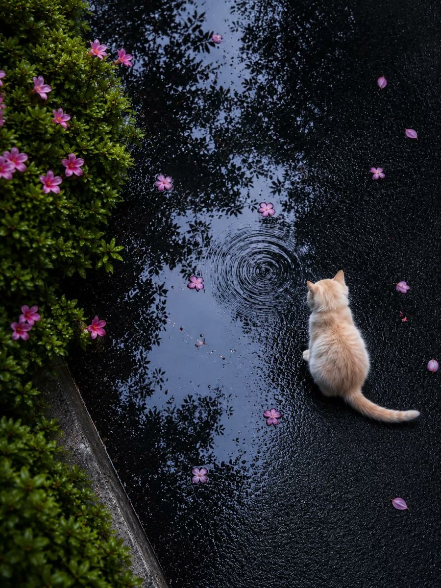 orange kitten by water