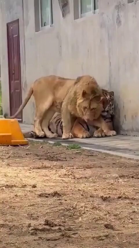 Lion and tiger interaction