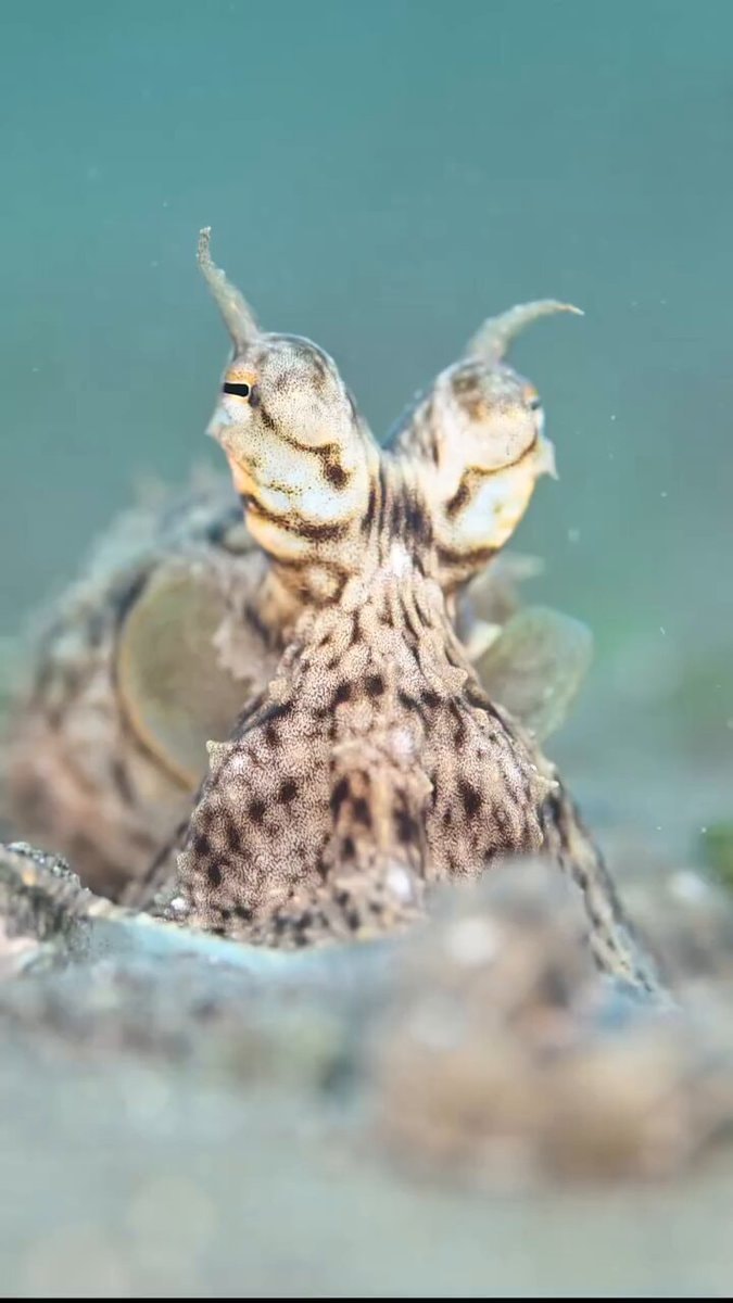octopus mimic magic