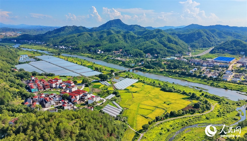 Jiangxi Jiangbei Village rice harvest (photo 4 of 4) Jiangxi Jiangbei Village rice harvest (photo 4 of 4)
