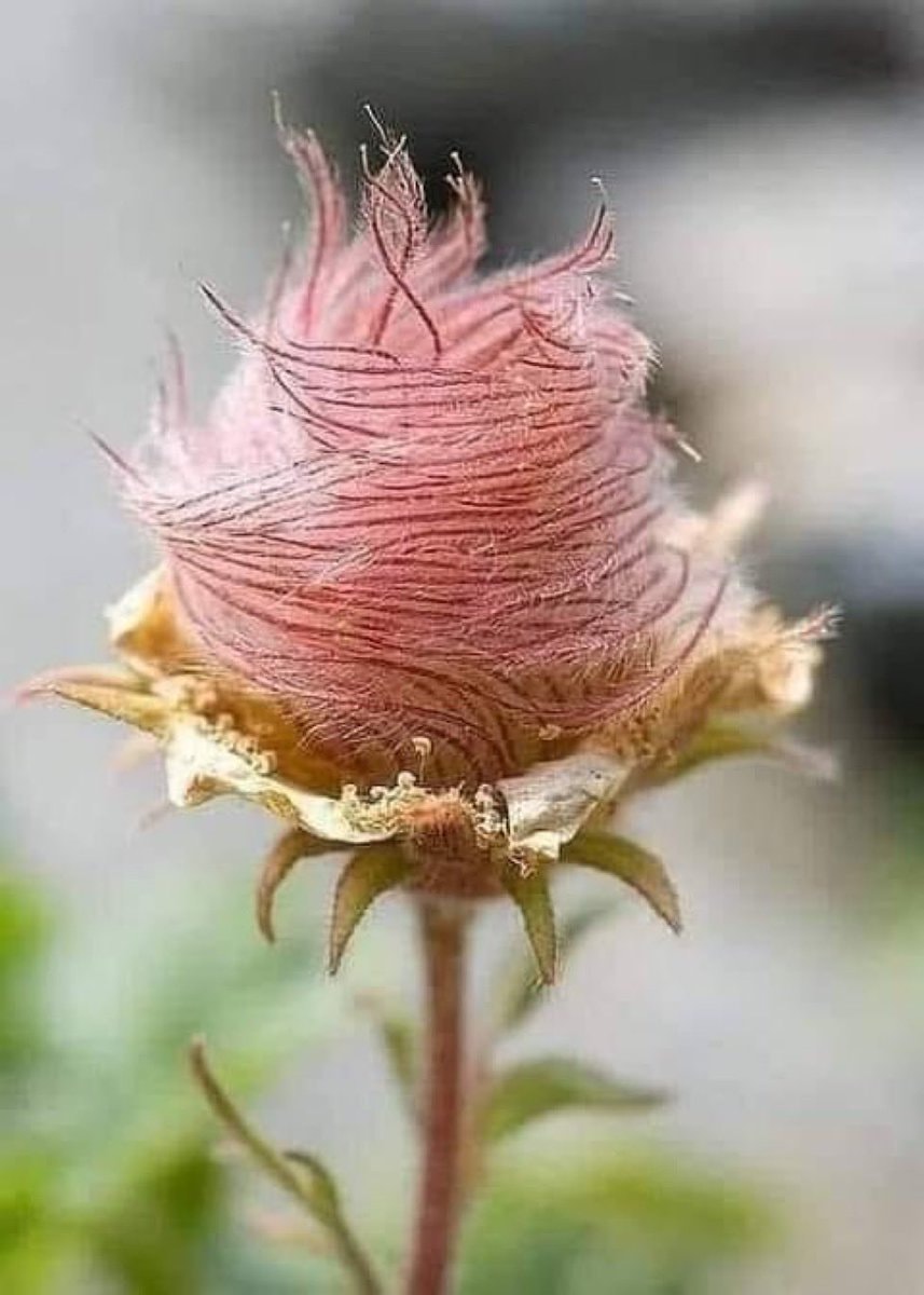 Prairie smoke Geum triflorum plumes