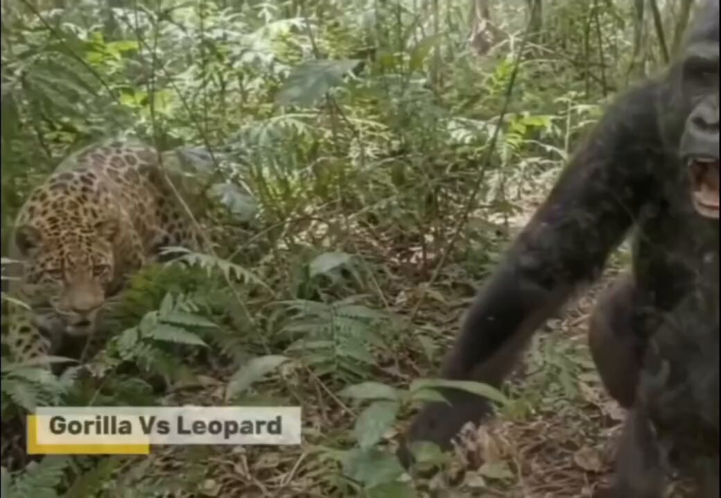 Leopard vs. Gorilla Mom