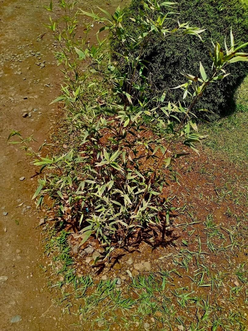 bamboo plant